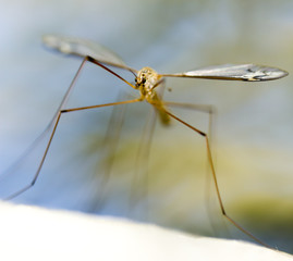 a large mosquito by the river in the nature