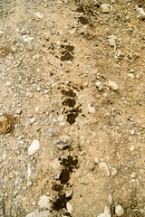 cow shit on the road