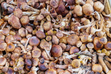 Mushrooms - Organic produce at the Farmers Market