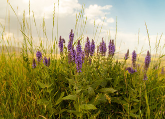 Obraz premium beautiful landscape with purple flowers in nature