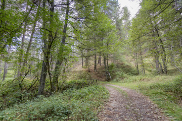 Sentiero escursionistico nel Parco Nazionale della Sila, regione Calabria IT