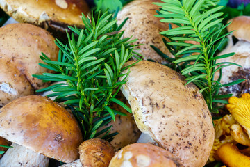 Mushroom Boletus close-up