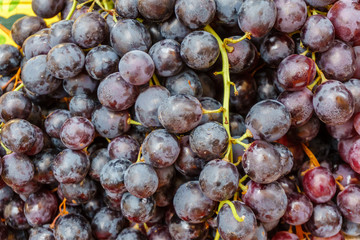 Freshly harvested grapes close-up