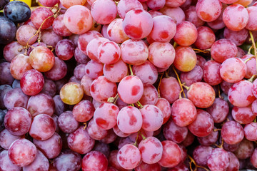 Freshly harvested grapes close-up