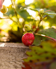 ripe red strawberries in the garden