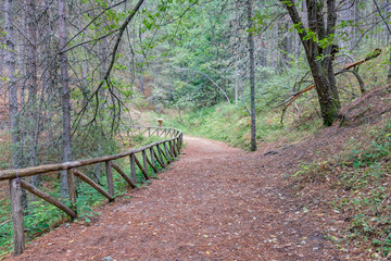 Sentiero escursionistico nel Parco Nazionale della Sila, regione Calabria IT