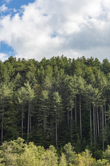 Bosco di Pini Larici nel Parco Nazionale della Sila, regione Calabria IT