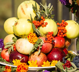 Naklejka na ściany i meble harvest of ripe apples in the fall in nature