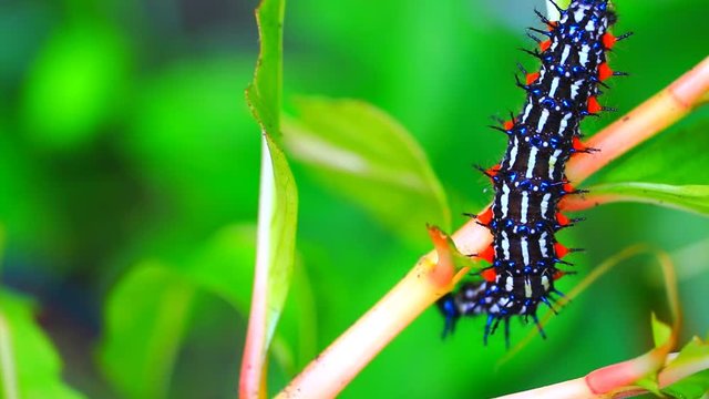 caterpillar worm striped black and white Walking eat on leaf  VDO 4K (Eupterote testacea, Hairy caterpillar)
