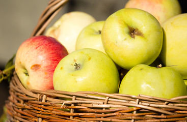 harvest of ripe apples in the fall in nature