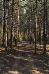 Forest path in a pine forest