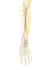 Obraz na płótnie Canvas 3d rendered medically accurate illustration of the Superficial Branch Radial Nerve