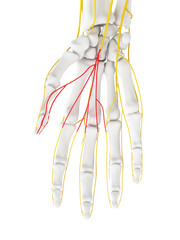 Obraz na płótnie Canvas 3d rendered medically accurate illustration of the Common Palmar Digital Branches Median Nerve