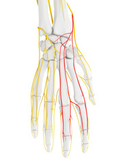 Obraz na płótnie Canvas 3d rendered medically accurate illustration of the Dorsal Digital Branches Radial Nerve