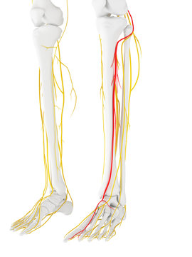 3d rendered medically accurate illustration of the Deep Peroneal Nerve