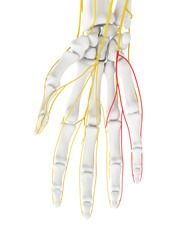 Obraz na płótnie Canvas 3d rendered medically accurate illustration of the Palmar Branch Ulnar Nerve