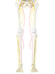 3d rendered medically accurate illustration of the saphenous nerve