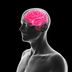 3d rendered medically accurate illustration of the human brain