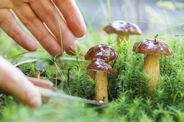 Mushroom hunting, gathering mushrooms in the wild. Cut the mushroom with a special knife.