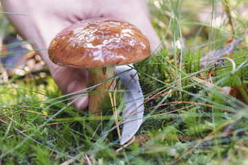 Mushroom hunting, gathering mushrooms in the wild. Cut the mushroom with a special knife.