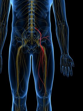 3d Rendered Medically Accurate Illustration Of The Femoral Nerve