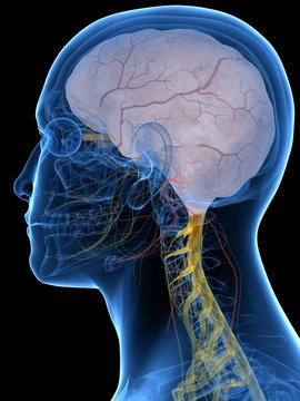 3d Rendered Medically Accurate Illustration Of The Glossopharyngeal Nerve