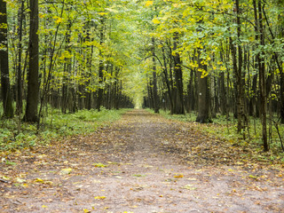 Straight dirt alley in autumn park surrounded with vertical trees