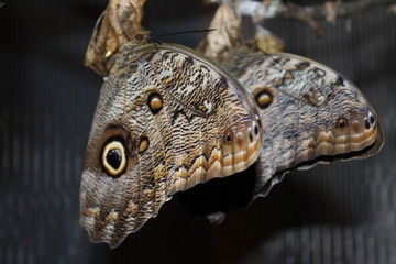 caligo memnon