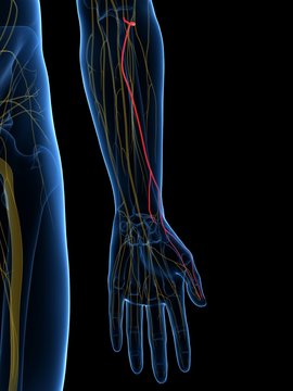 3d rendered medically accurate illustration of the Superficial Branch Radial Nerve