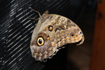 caligo memnon