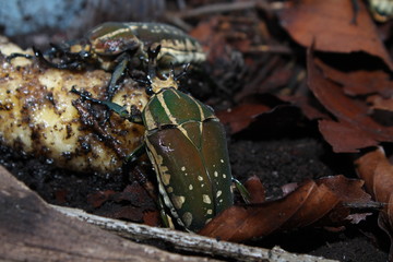 chelorrhina polyphemus