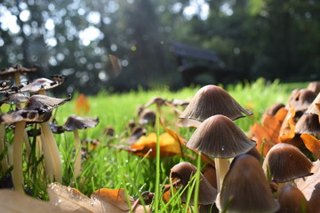 mushrooms