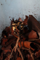 chelorrhina polyphemus