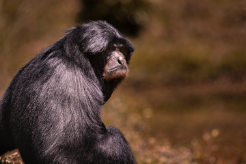 portrait face  of siamang gibbon  against blur background