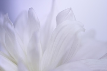 Flower white-blue background of dahlias petals. Macro photography. Soft focus. Nature.