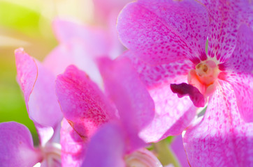 Colorful Orchid flower background, Elemnt of design,select focus