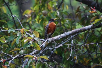 robin in tree