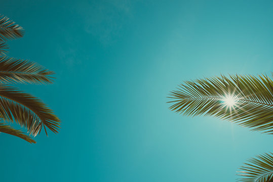 Vintage color toned palm trees leaves and clean sky with shining sun background