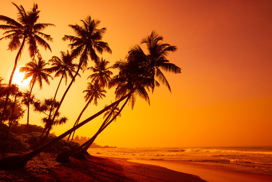 Fototapeta Złoty zachód słońca na tropikalnej plaży z sylwetkami palm kokosowych