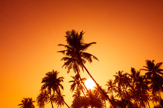 Silhouettes of tropical palm trees at warm sunset