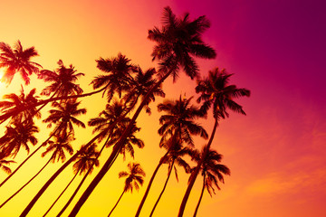 Fototapeta na wymiar Colorful vivd beach sunset with tropical palms trees silhouettes and shining sun