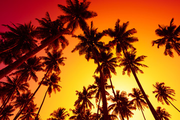 Vivid beach sunset with tropical palms trees silhouettes and shining sun