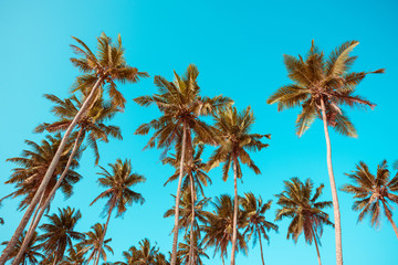 Palm trees vintage color toned