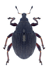 Beetle Rhinoncus leucostigma on a white background