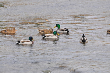Flock of mallard duck in the river. Wild ducks rest in small river