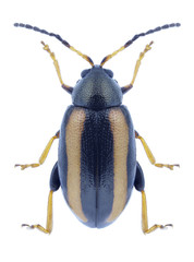 Beetle Phyllotreta nemorum on a white background