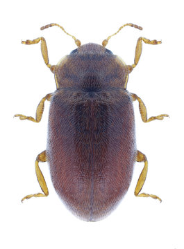 Beetle Coccidula rufa on a white background