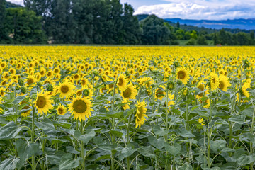 Sunflowers on the field