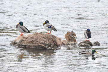 Flock of mallard duck in the river. Wild ducks rest in small river