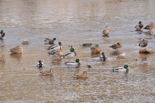 Flock of mallard duck in the river. Wild ducks rest in small river